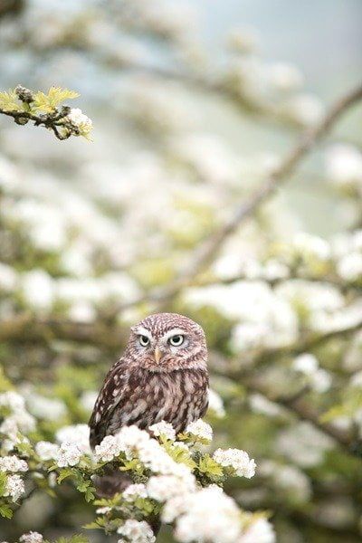 11 Superbes papiers peints Bokeh pour l'écran de verrouillage de votre Android 16 Shot of an owl with bokeh effect applied.