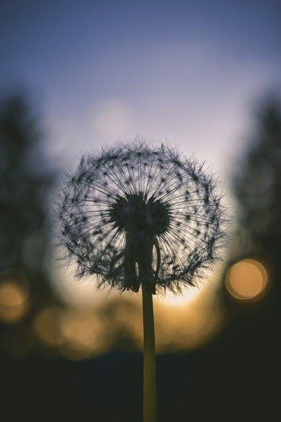 11 Superbes papiers peints Bokeh pour l'écran de verrouillage de votre Android 13 Shot of a dandelion with bokeh effect applied.